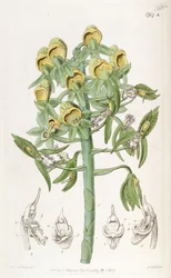 Catasetum cristatum, met vrouwelijke bloemen (boven) en mannelijke bloemen (onder)